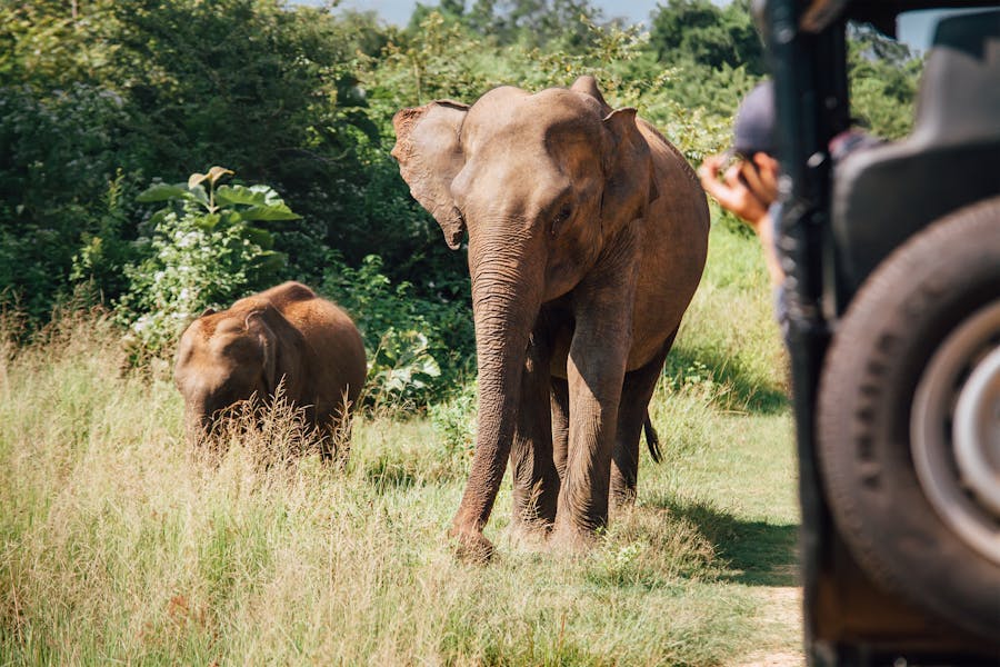Elephants on Safari in Sri Lanka