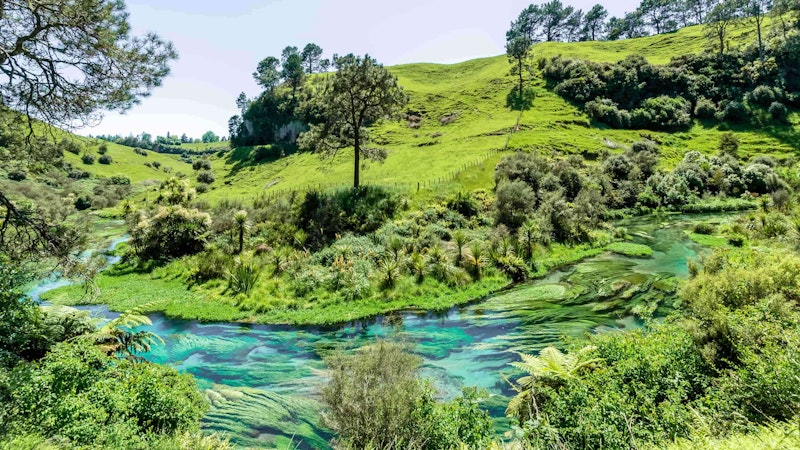 Blue springs, Te Waihou Valley Walkway, Hamilton.