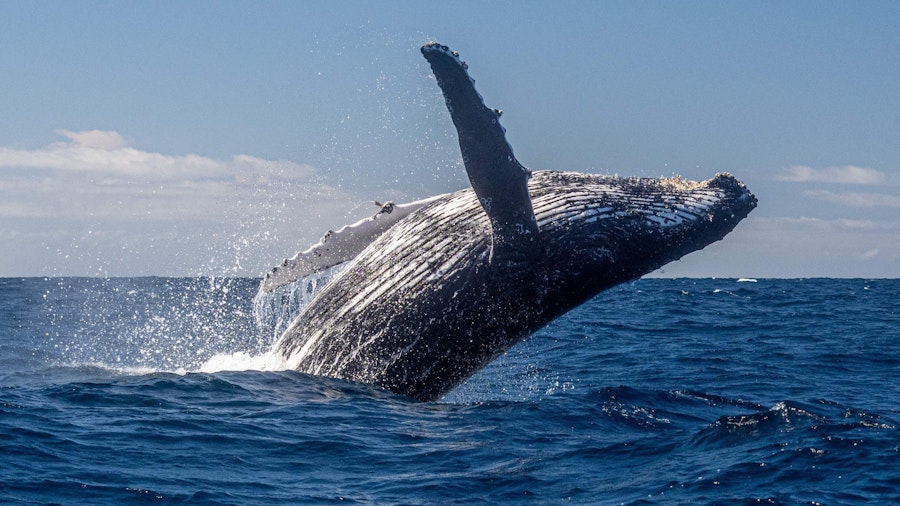 Whale Breaching off the East Coast of Australia in Migration Season