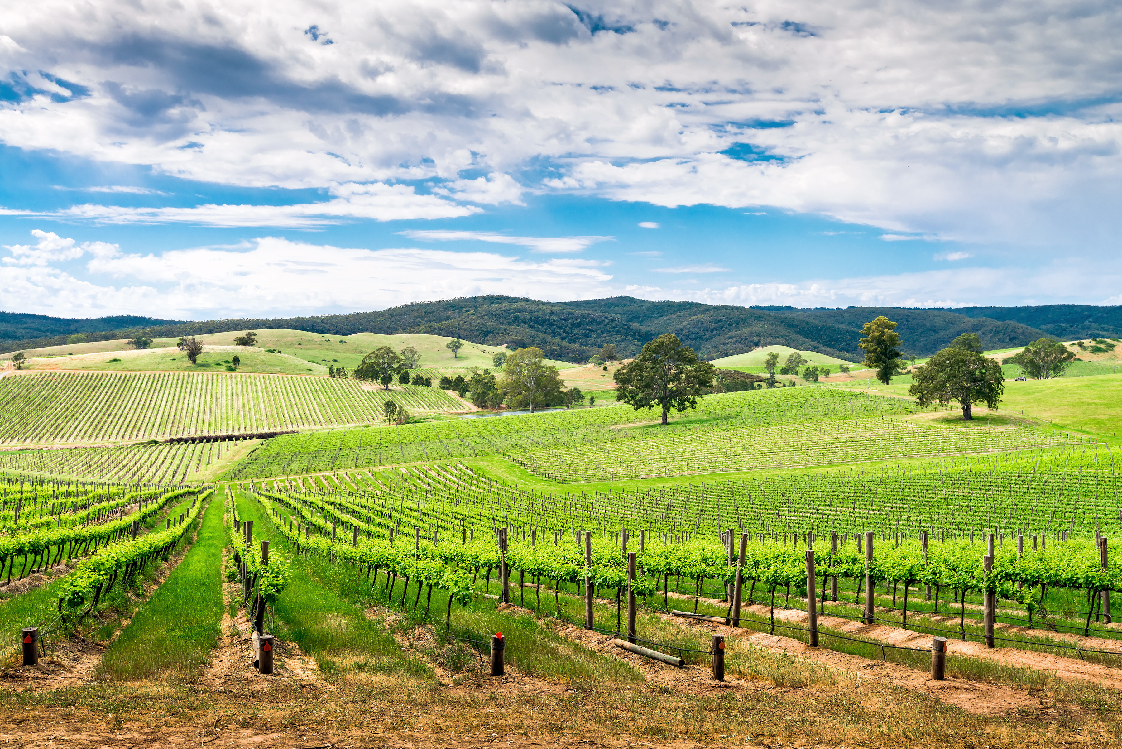 Barossa Valley Vineyard