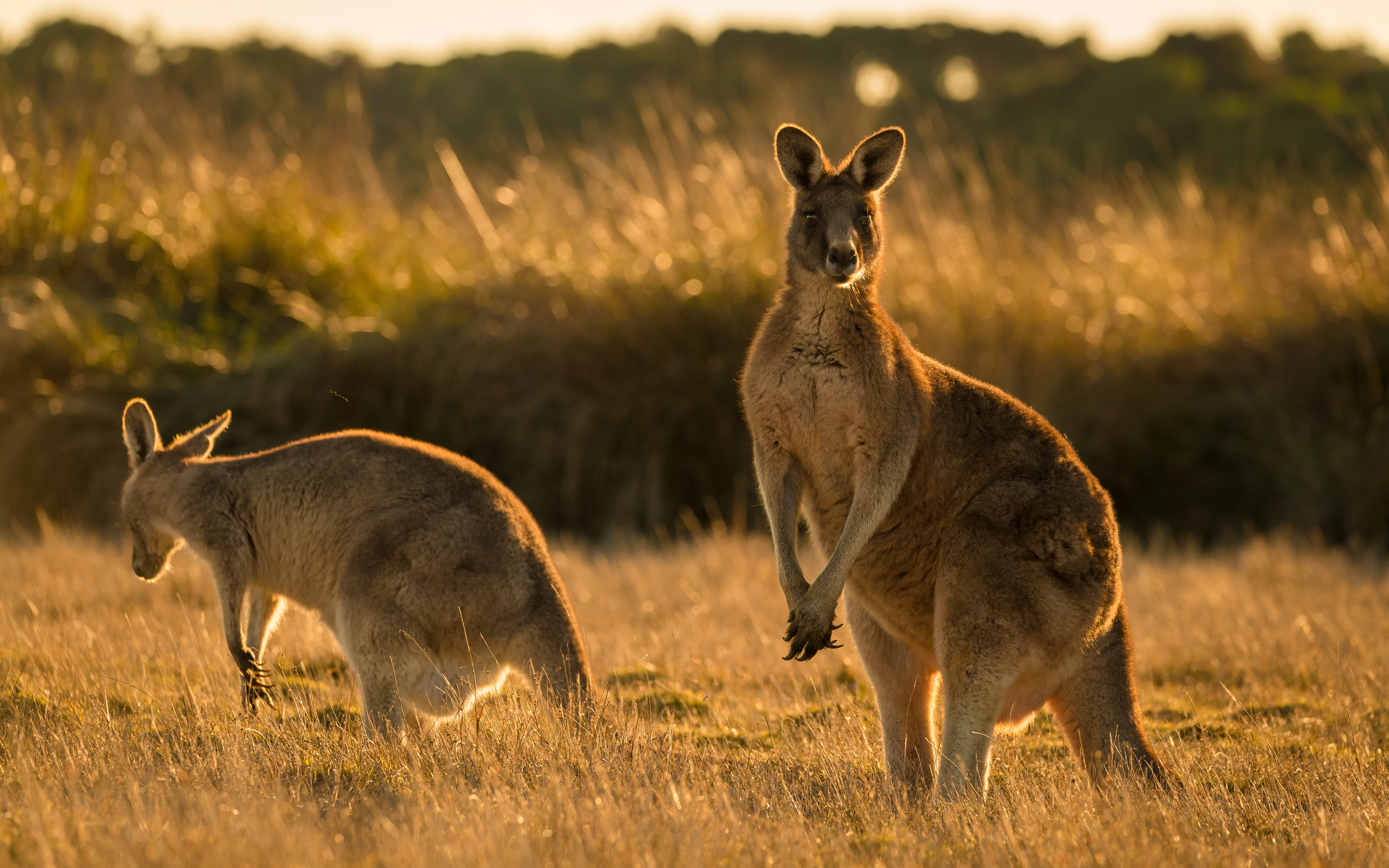 Kangaroo in open field during a golden sunset