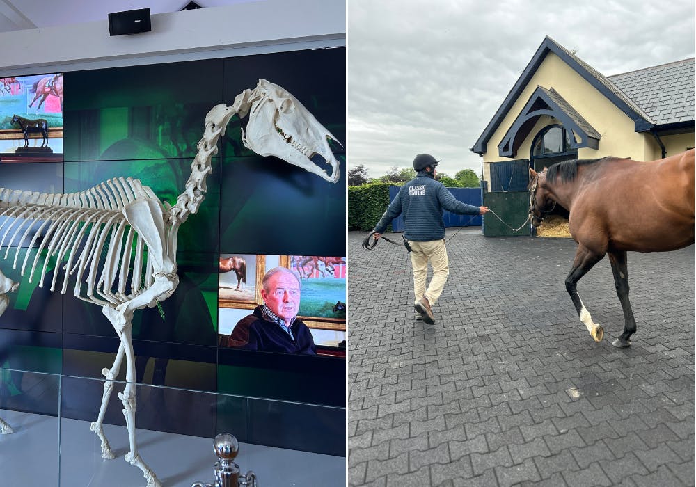 Left: Authentic skeleton of Sadler's Wells in the Coolmore Stud Legacy Room. Right: Coolmore Stud tour