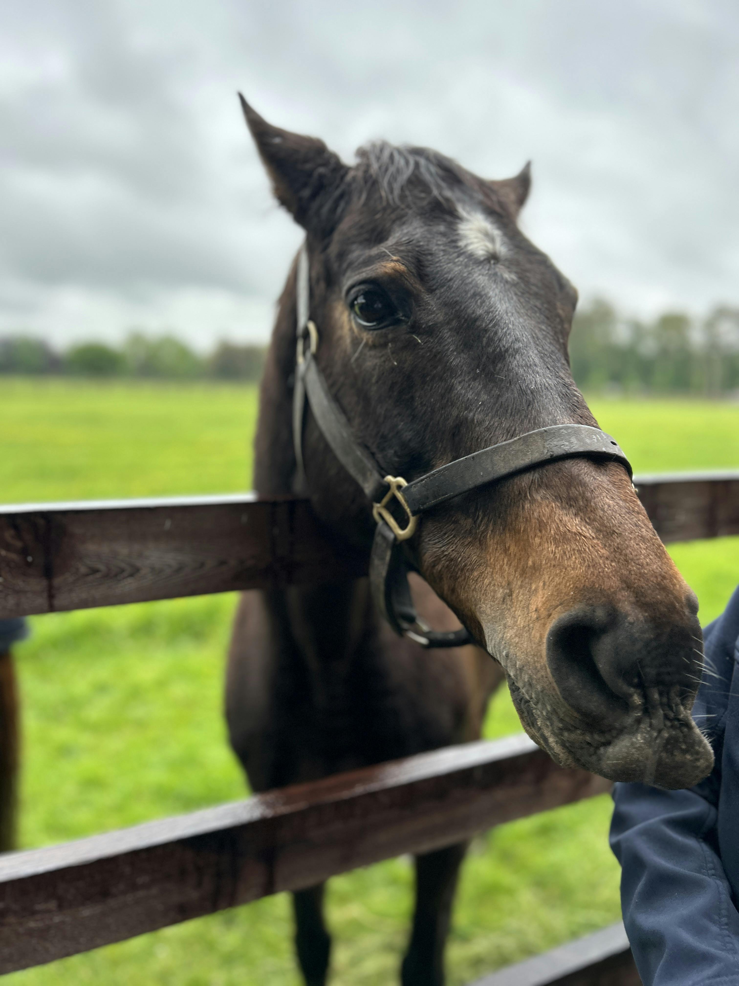 A Racehorse pictured at the Irish Stud Farm