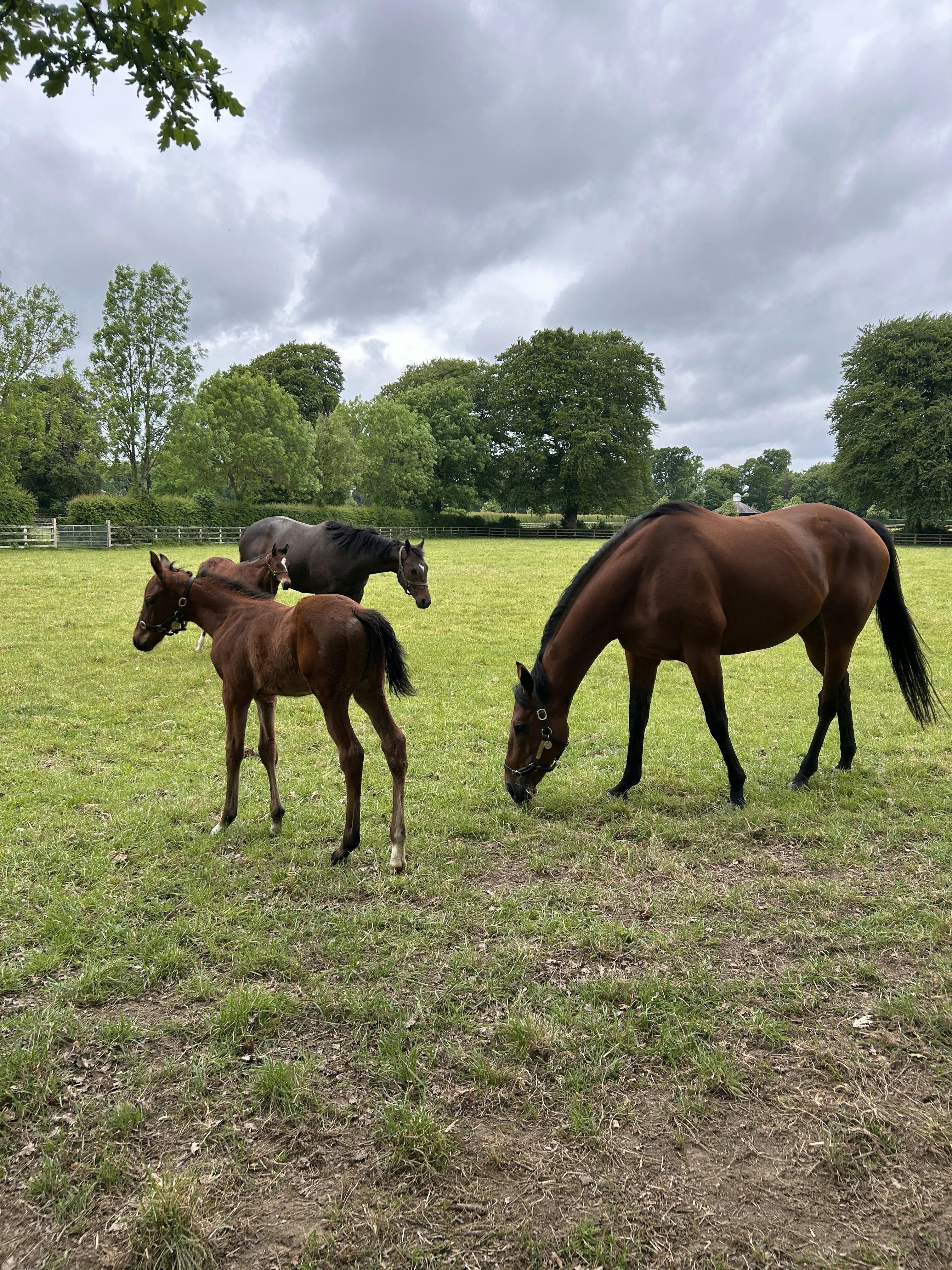 Horses and foals at the Irish National Stud